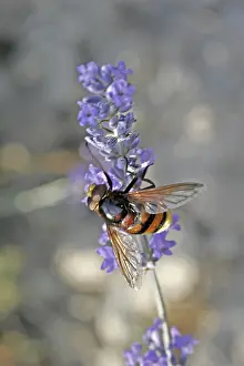 Syrphid Fly Habitat Prints: Volucella ianis, hoverfly