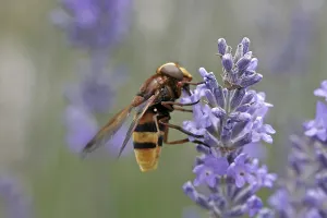 Wildlife Flower Visit Prints: Volucella ianis, hoverfly