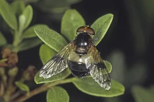 Natural Habitat Prints: Volucella pellucens, hoverfly