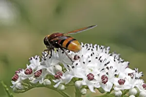 Wildlife Photography Hoverfly Prints: Volucella zonaria, hoverfly
