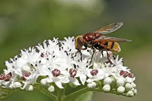 Flower Visitation Prints: Volucella zonaria, hoverfly