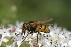 Flower Visitation Prints: Volucella zonaria, hoverfly