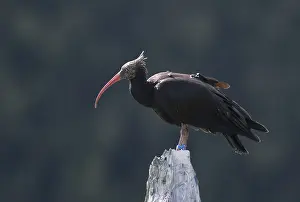 Prints of Waldrapp Ibises Prints: Waldrapp Ibis Print in Flight