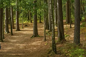 Deserted Hiking Trail Prints: Walking path through a forest at fall