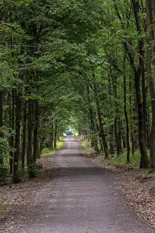 Deserted Hiking Trail Prints: Walking path in forest. Forest road