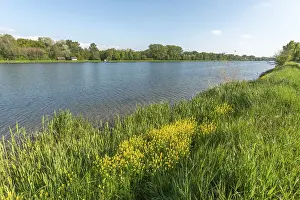 Rhine River Europe Prints: Walking path along old rhine in spring