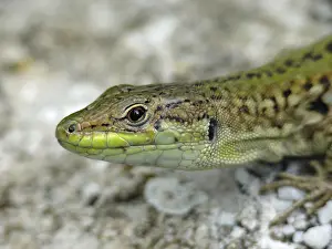 Southeastern Europe Fauna Prints: Wall lizard, podarcis, lizard, lizard