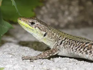 European Wall Lizard Habitat Prints: Wall lizard, podarcis, lizard, lizard