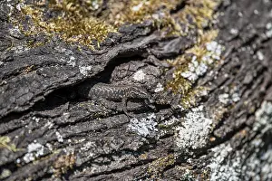 Wall Lizard Prints: Wall lizard (Podarcis muralis)