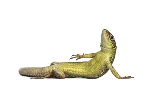 Podarcis Muralis Prints: Wall lizard, Podarcis muralis, posing on its back