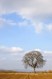 Deserted Farmland Landscape Prints: Walnut tree in winter