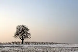 Deserted German Forest Landscape Prints: Walnut tree on a winter evening