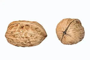 Food Studio Shot Prints: Walnuts