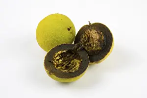 Close Up Walnuts Prints: Two walnuts, one whole and one cut in half