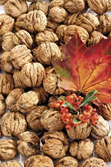 Maple Tree Leaves Prints: Walnuts, firethorn and maple leaf