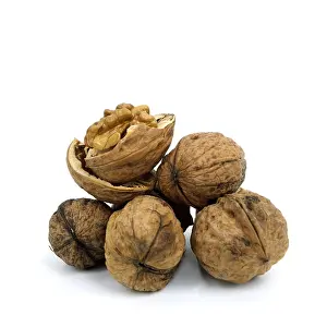 Deserted Walnut Scene Prints: Walnuts on white background