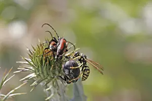 Wildlife Photography Insect Prints: Wasp with beetle