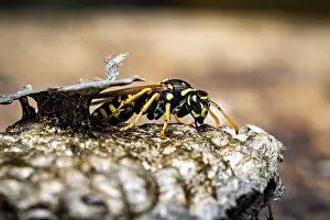 Close Up Insect Images Prints: A wasp crawling over a structured nest