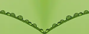 Water Drop Prints: Water drop