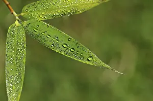 Nature Reflections Prints: Water drop