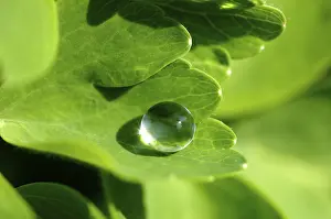 Water Drop Macro Prints: Water drop on leaf