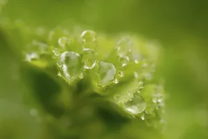 Macro Leaf Photography Prints: Water drops on leaf