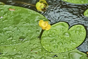 Deserted Waterfront Germany Prints: Water drops on a leaf in spring, Germany