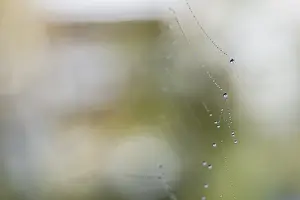 German Spider Webs Prints: Water drops on web of an orb-web spider