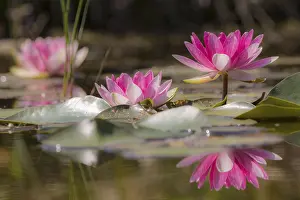 Nymphaea Blossom Prints: Water lilies (Nymphaea), reflection