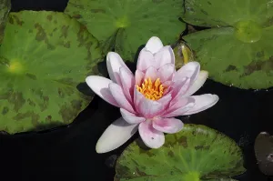 Hydrophytic Plant Photoshoot Prints: Water lily