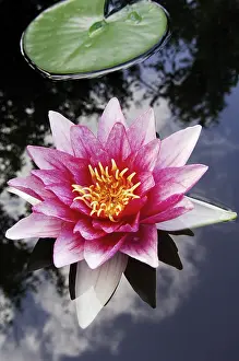 Aquatic Flowering Plants Prints: Water lily Nymphaea spec