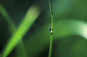 Water Reflection Image Prints: Waterdrop on blade of grass