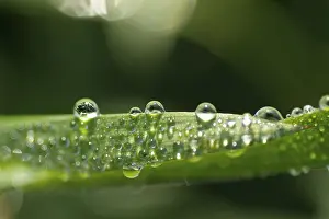 Macro Leaf Photography Prints: Waterdrop on leaf