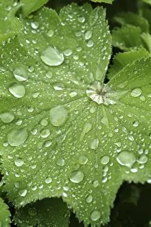 Water Droplets On Leaves Prints: Waterdrop on leaf