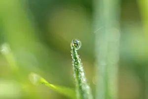 Macro Leaf Photography Prints: Waterdrop on leaf