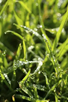 Macro Leaf Photography Prints: Waterdrop on leaf