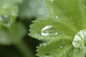 Open Air Landscapes Prints: Waterdrop on leaf