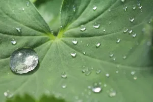Macro Leaf Photography Prints: Waterdrops on a leaf