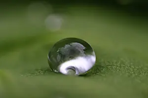 Dew Drop Macro Prints: Waterdrops on a leaf
