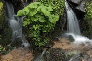 Vosges Mountain Scenery Prints: Waterfall in a mountain forest at springtime