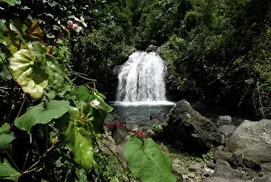 Deserted Caribbean Beaches Prints: Waterfall in the primaeval forest