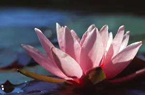 Aquatic Plant Species Prints: Waterlilly