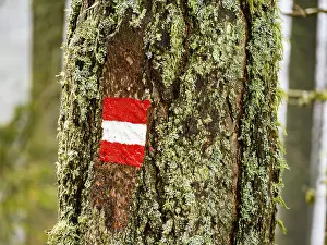 Mossy Tree Trunk Prints: Waymarking on a mossy tree trunk