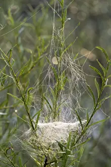 Web Spider Prints: Web of Sheet Weaver Print in Willows, Bavaria, Germany