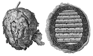 Wespennester Print - Honeycomb Nest