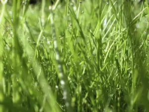 Wet Grass Landscape Prints: Wet grass