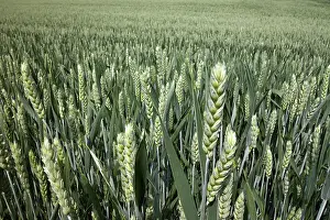 Cereal Cultivation Prints: Wheat