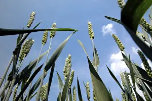 Grain Cultivation Prints: Wheat