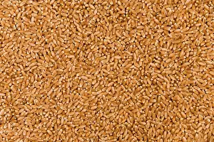 Wholemeal Bread Prints: Wheat