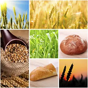 Empty Countryside Scenery Prints: Wheat and bread concept for design